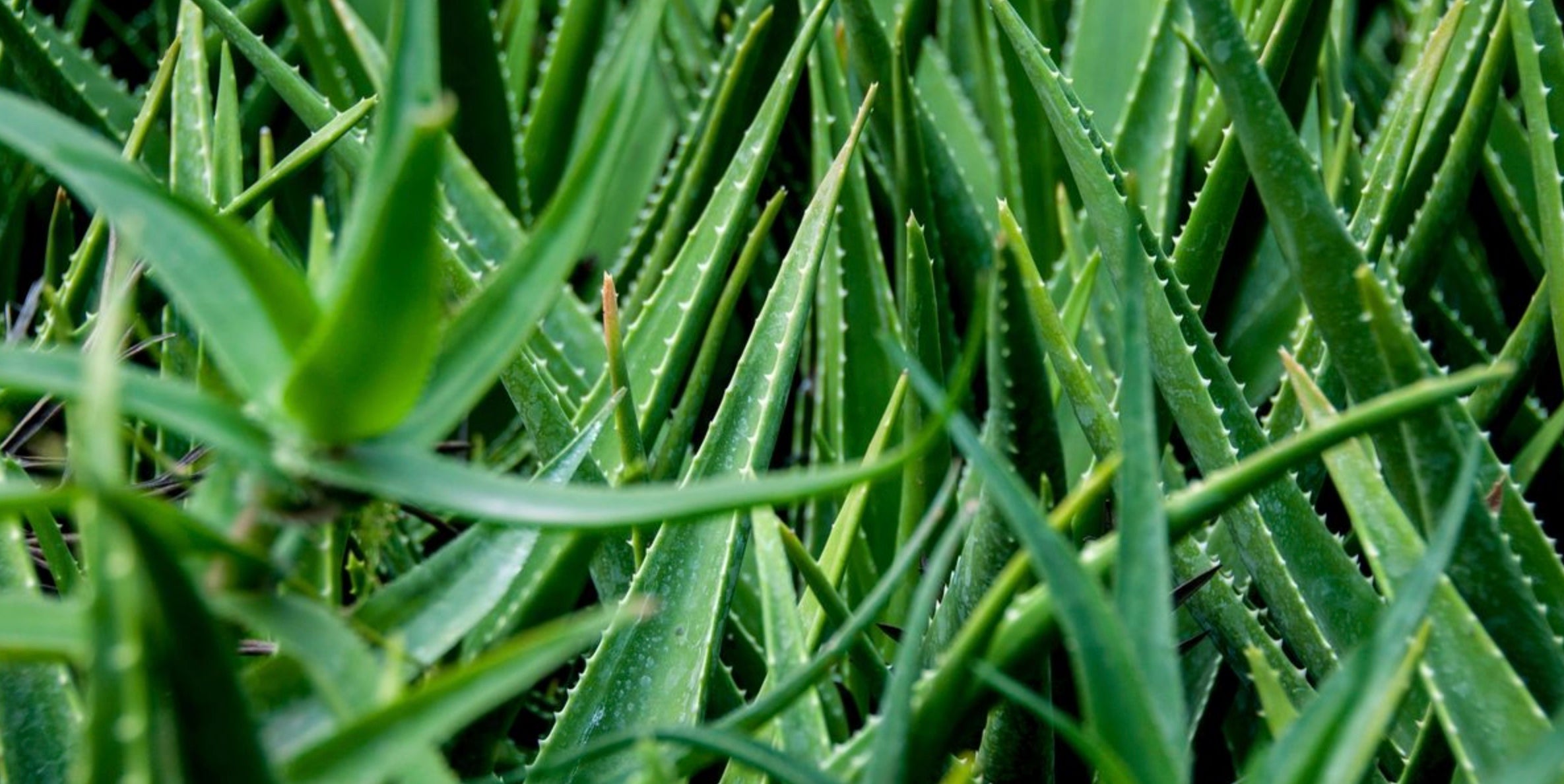 Is Aloe Vera Any Good For Acid Reflux?