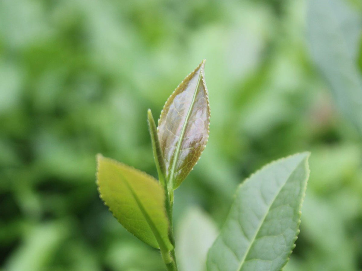 Drink In The Oolong Tea Benefits for Your Health