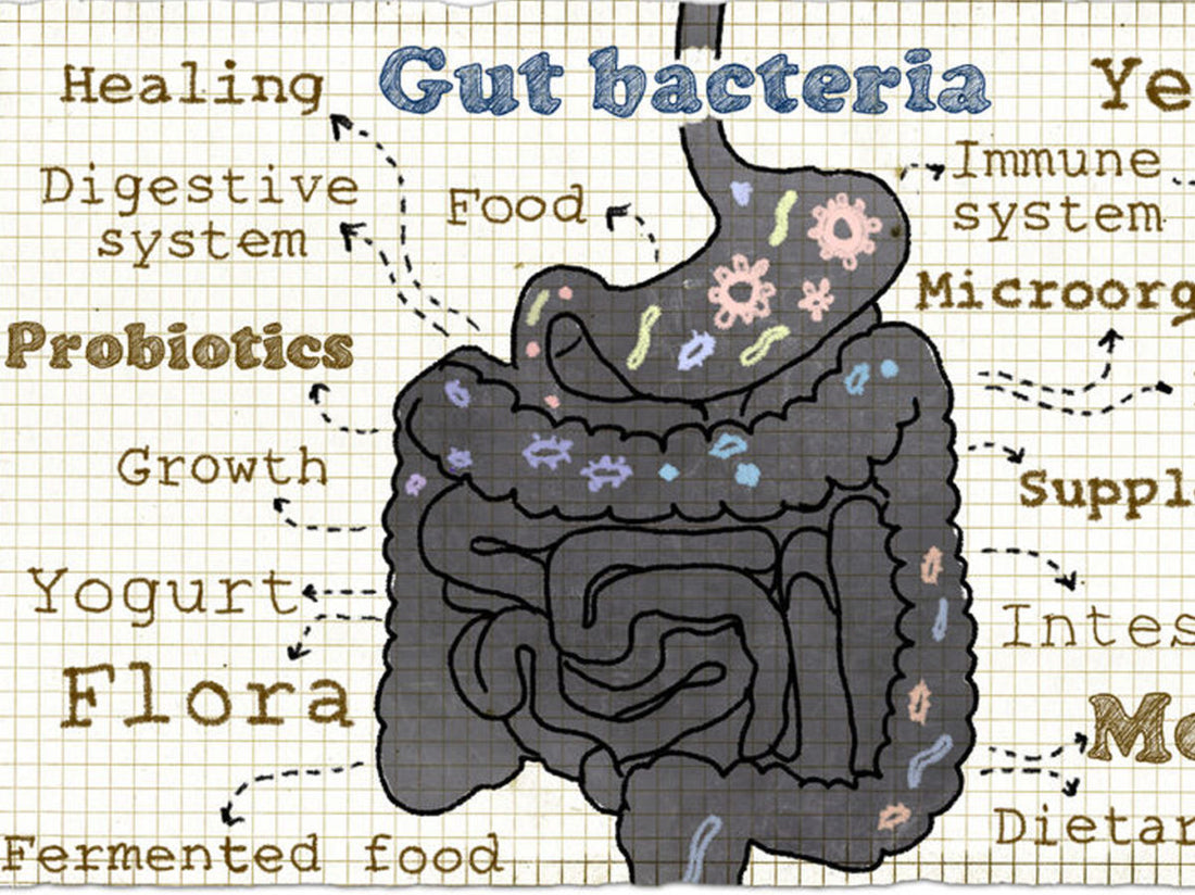 Probiotics Restore Good Bacteria After Taking Antibiotics