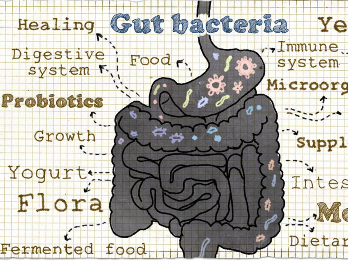 Can Antibiotics and Probiotics Work Well Together?