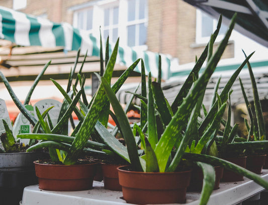 Oral Aloe Vera Gel for Active Ulcerative Colitis