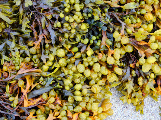 See Why You Need Bladderwrack Seaweed