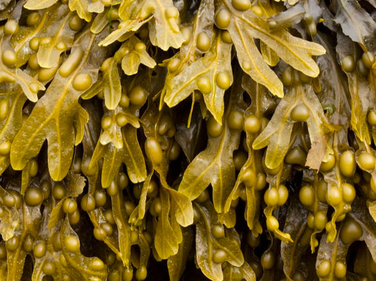 Bladderwrack Benefits Are An Endless Source Of Health