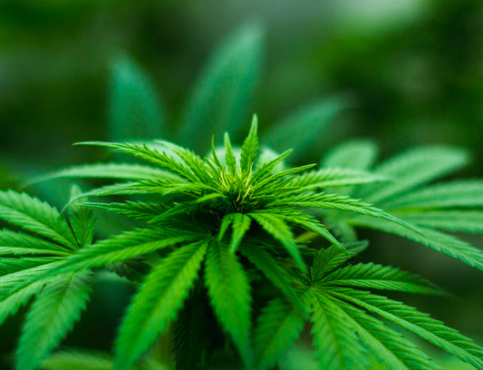 Medical Marijuana: Are the benefits worth the risk?