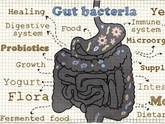 Probiotics Restore Good Bacteria After Taking Antibiotics