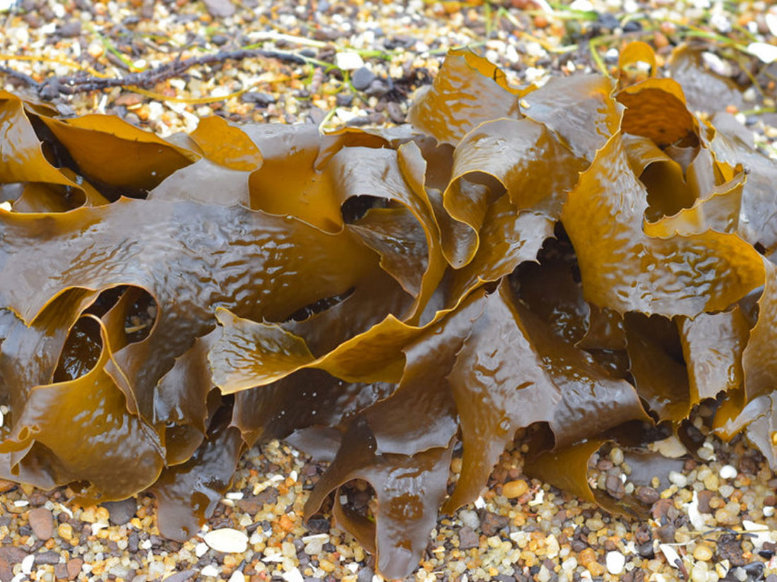 Seaweeds Are Packed With Trace Minerals