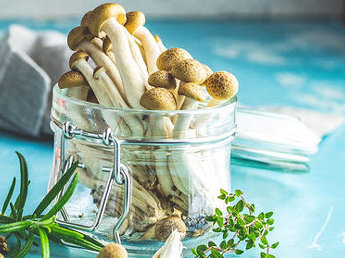 Medicinal Mushrooms & The Shroom Boom